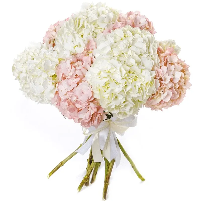 Гортензии бело-розовый микс