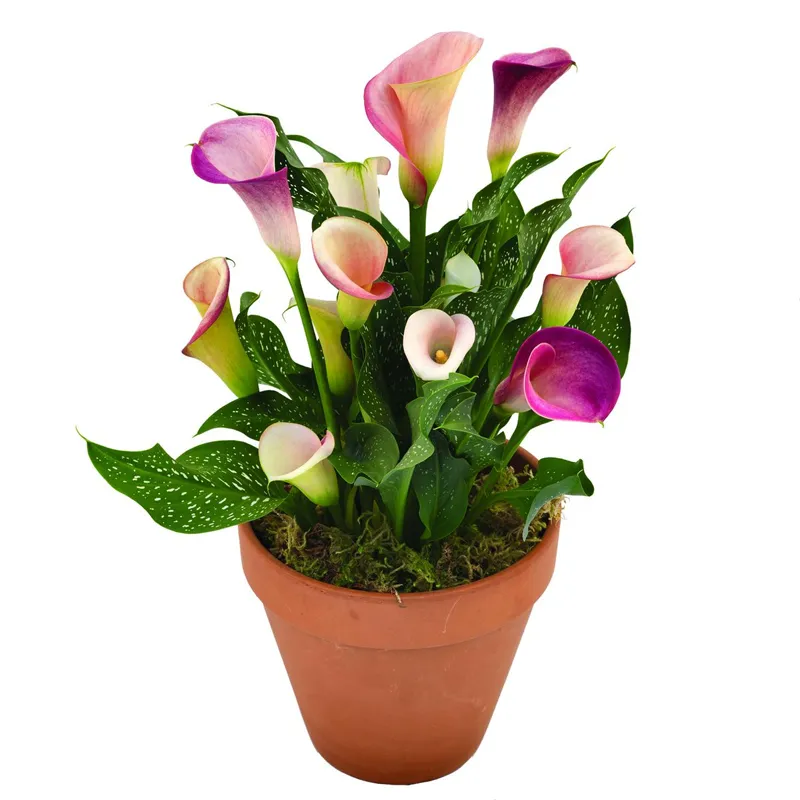 Каллы бордовые в горшке