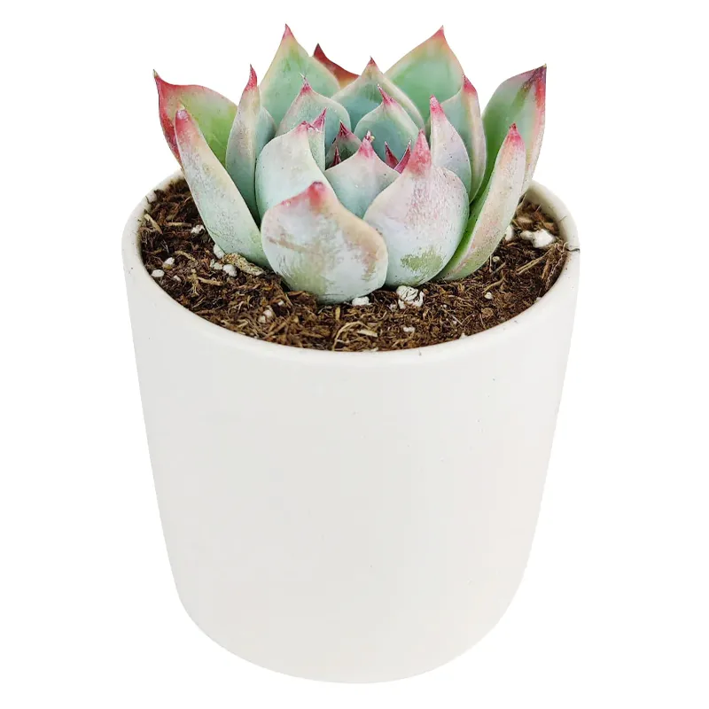 Суккулент Эхеверия горшечная